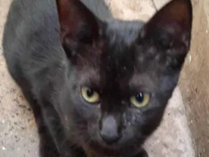 Gato raça Mestico  idade 7 a 11 meses nome Tom 