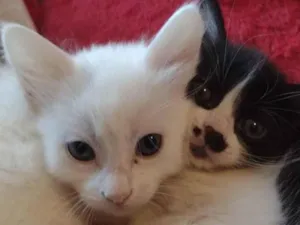 Gato raça  idade 2 a 6 meses nome Mimo