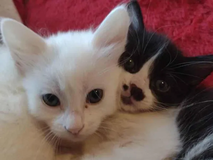 Gato ra a  idade 2 a 6 meses nome Estrelinha 