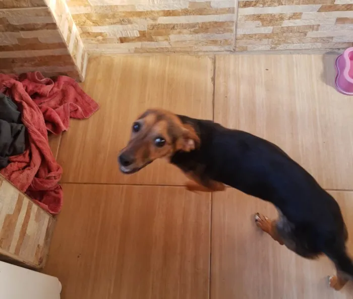 Cachorro ra a SRD-ViraLata idade 3 anos nome ALEXA OU LELÉ