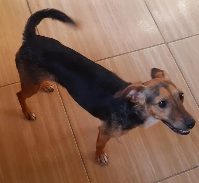 Cachorro ra a SRD-ViraLata idade 3 anos nome ALEXA OU LELÉ