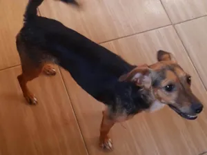 Cachorro raça SRD-ViraLata idade 3 anos nome ALEXA OU LELÉ