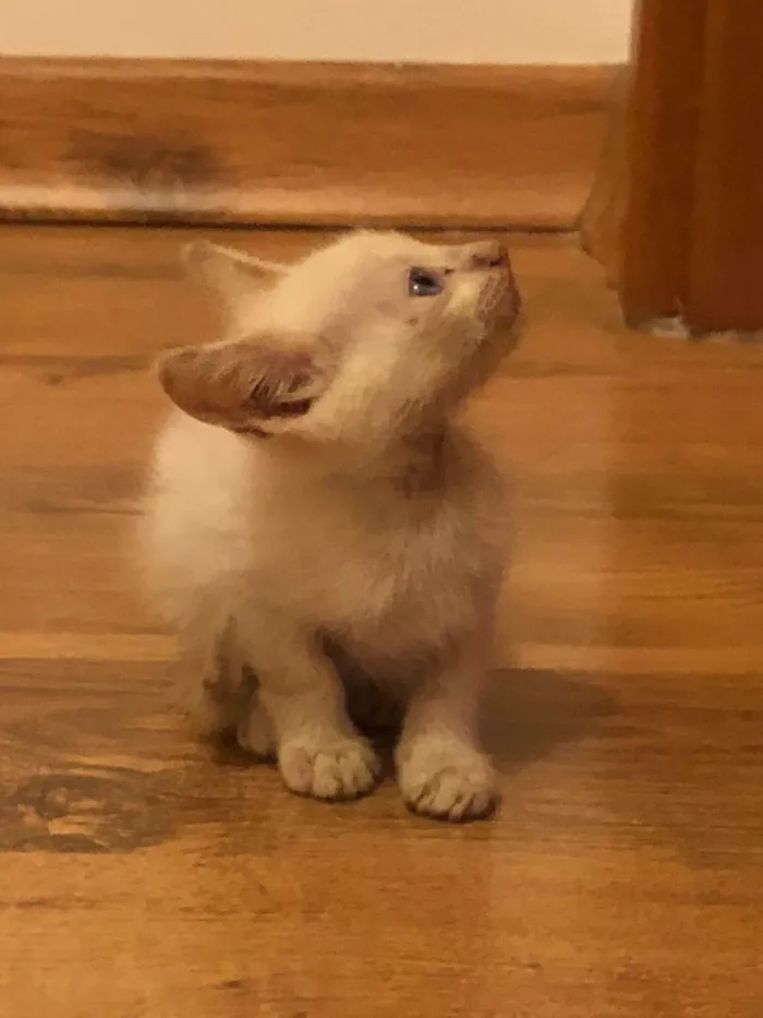 Gato ra a  idade Abaixo de 2 meses nome Sem nome