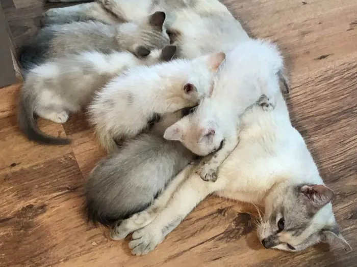 Gato ra a  idade Abaixo de 2 meses nome Sem nome