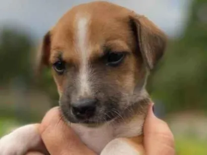 Cachorro raça Srd idade Abaixo de 2 meses nome Alê