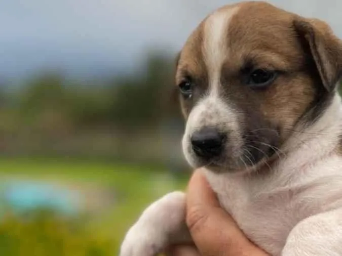 Cachorro ra a  idade Abaixo de 2 meses nome Bia