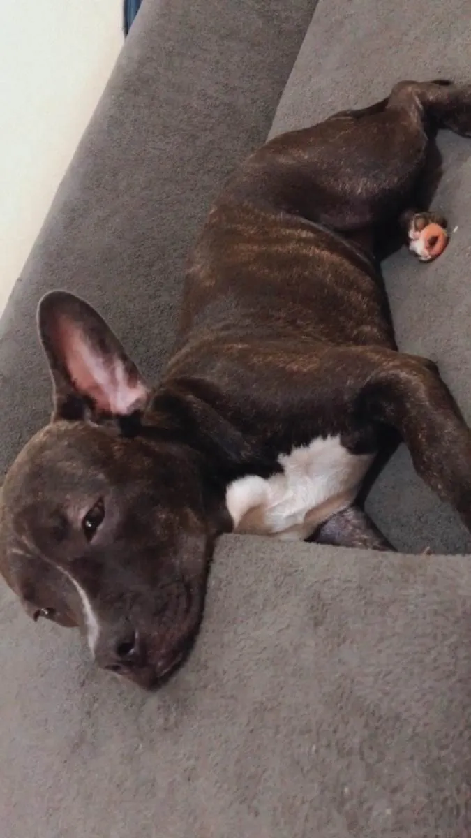 Cachorro ra a SRD-ViraLata idade 7 a 11 meses nome Zara