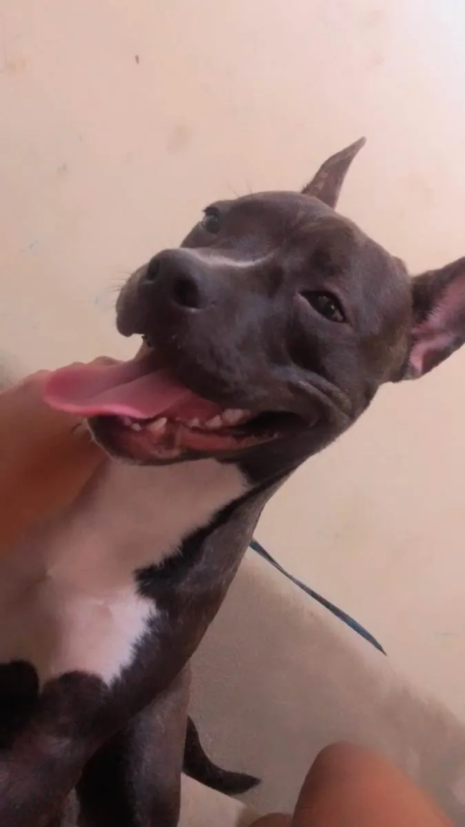 Cachorro ra a SRD-ViraLata idade 7 a 11 meses nome Zara
