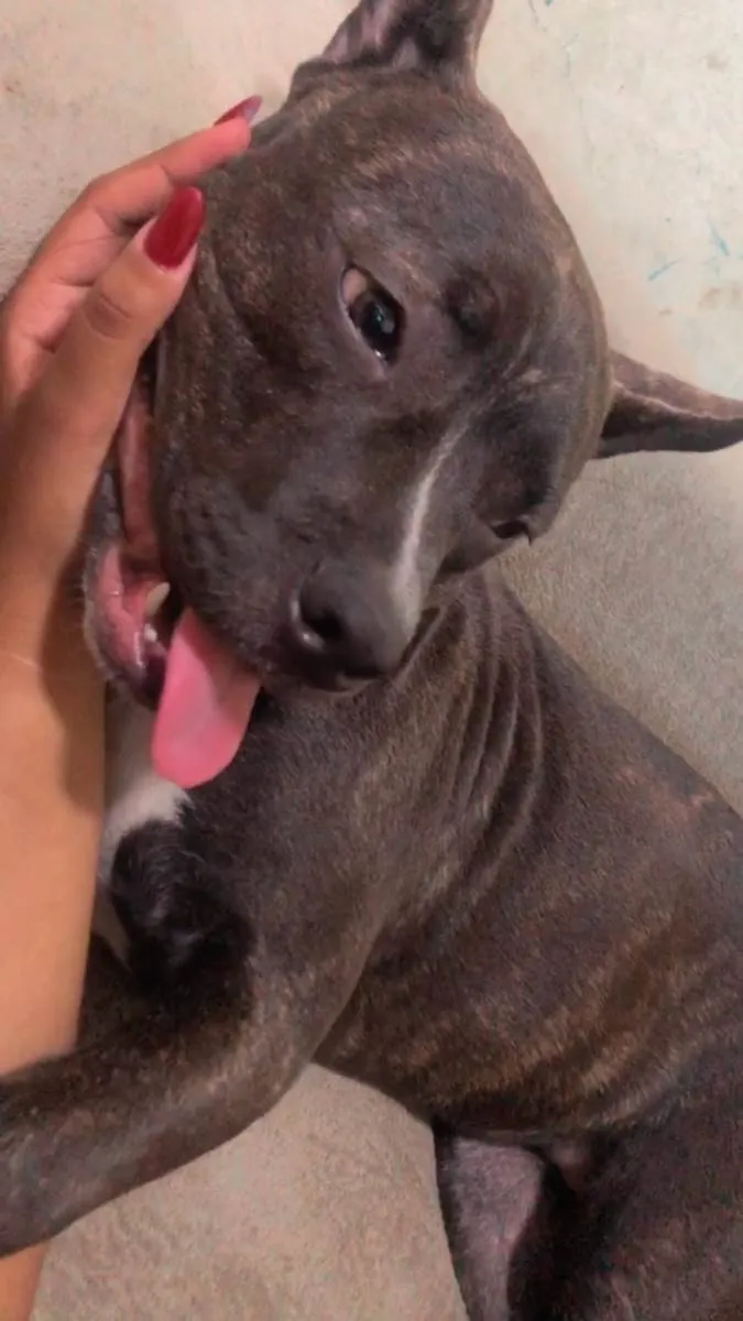 Cachorro ra a SRD-ViraLata idade 7 a 11 meses nome Zara