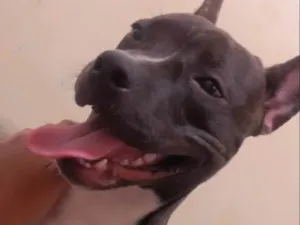 Cachorro raça SRD-ViraLata idade 7 a 11 meses nome Zara