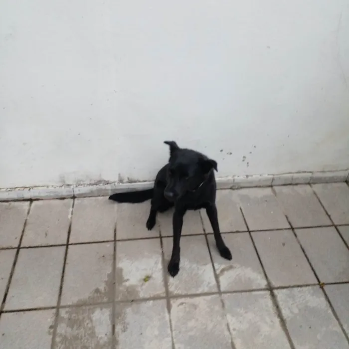 Cachorro ra a SRD-ViraLata idade 3 anos nome Bella