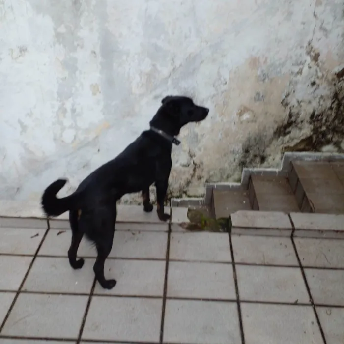 Cachorro ra a SRD-ViraLata idade 3 anos nome Bella