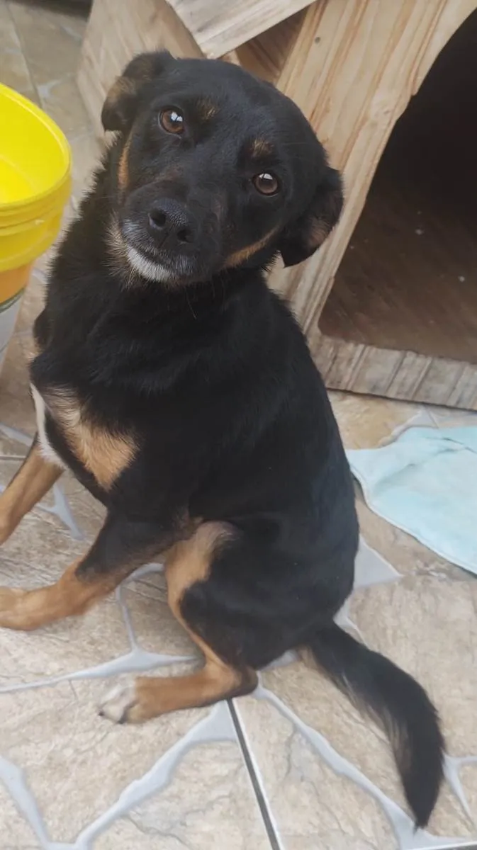 Cachorro raça Vira lata idade 3 anos nome Lara 