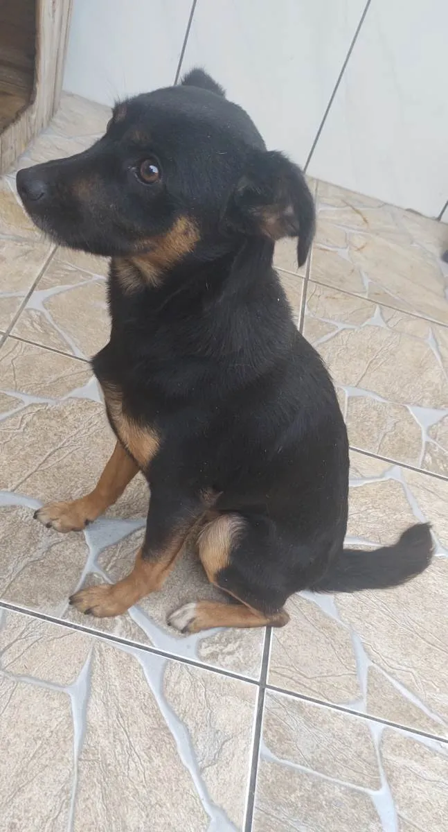 Cachorro raça Vira lata idade 3 anos nome Lara 