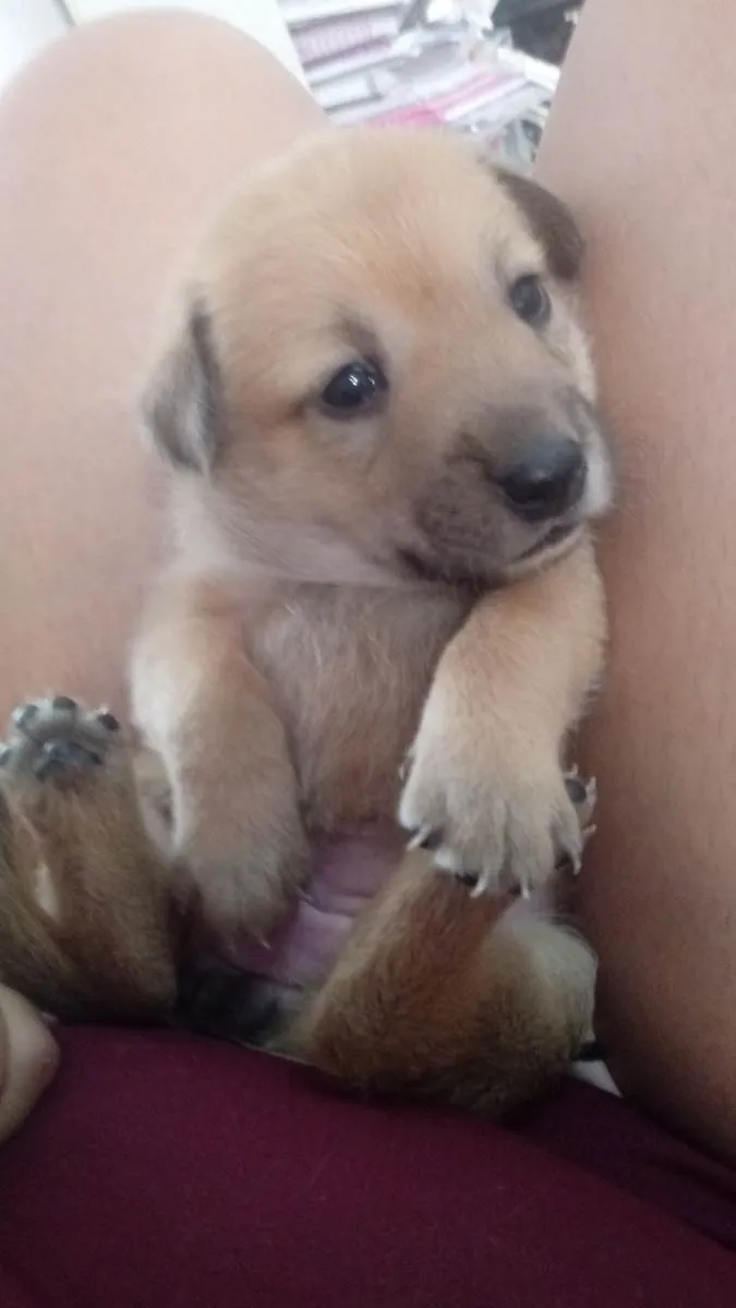 Cachorro ra a Chow Chow com pudoow idade Abaixo de 2 meses nome A escolher em desmame