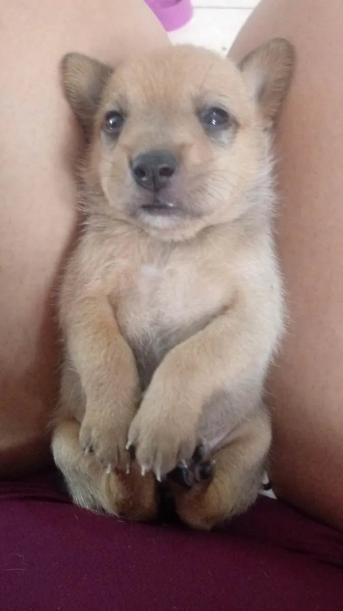 Cachorro ra a Chow Chow com pudoow idade Abaixo de 2 meses nome A escolher em desmame