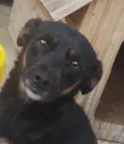 Cachorro raça Vira lata idade 3 anos nome Lara 