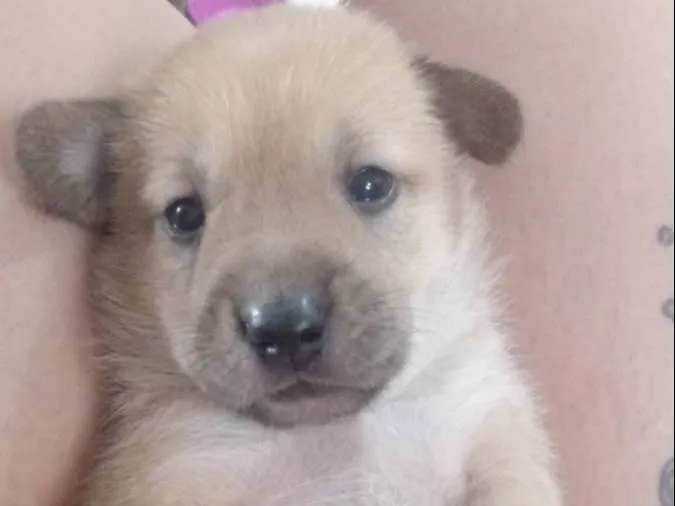 Cachorro ra a Chow Chow com pudoow idade Abaixo de 2 meses nome A escolher em desmame