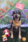Cachorro raça SRD-ViraLata idade 1 ano nome Felicio 