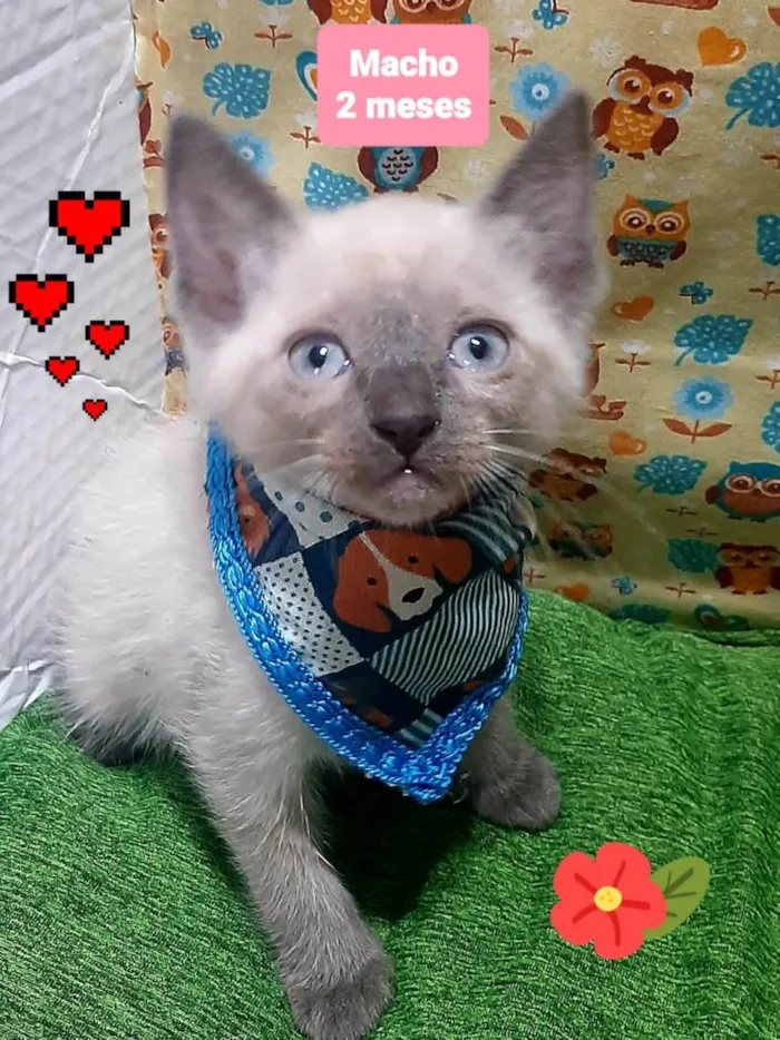 Gato raça SRD-ViraLata idade 2 a 6 meses nome Tom