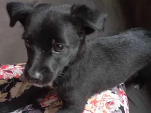 Cachorro raça SRD-ViraLata idade 2 a 6 meses nome Sem nome