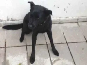 Cachorro raça SRD-ViraLata idade 3 anos nome Bella