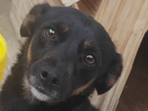 Cachorro raça Vira lata idade 3 anos nome Lara 