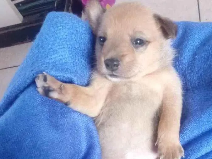 Cachorro ra a Chow Chow com pudoow idade Abaixo de 2 meses nome A escolher em desmame