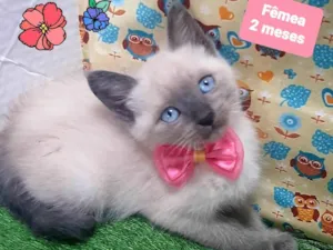 Gato raça SRD-ViraLata idade 2 a 6 meses nome Marrie