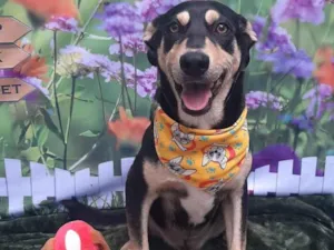 Cachorro raça SRD-ViraLata idade 1 ano nome Felicio 