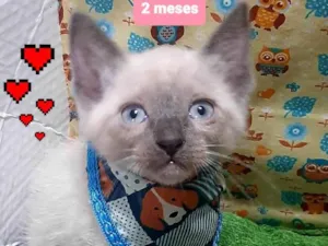Gato raça SRD-ViraLata idade 2 a 6 meses nome Tom
