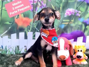 Cachorro raça SRD-ViraLata idade 2 a 6 meses nome Henri