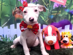 Cachorro raça SRD-ViraLata idade 2 a 6 meses nome Livia
