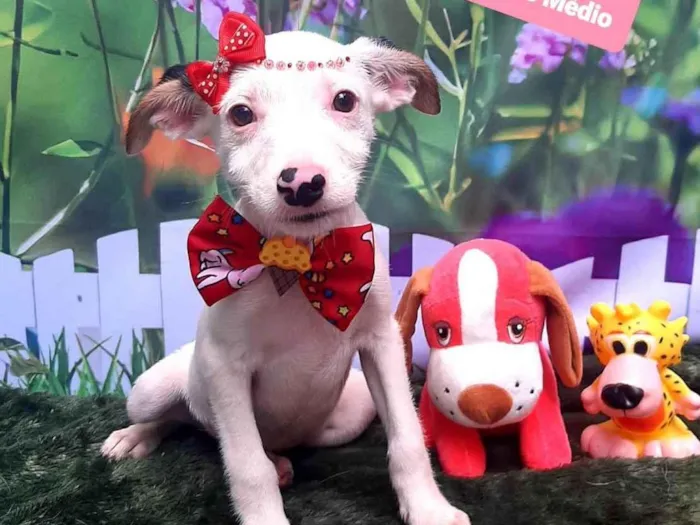 Cachorro raça SRD-ViraLata idade 2 a 6 meses nome Livia