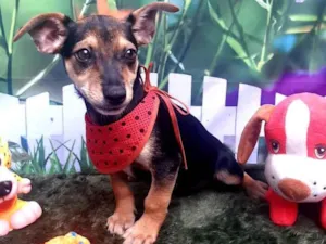 Cachorro raça SRD-ViraLata idade 2 a 6 meses nome Bento