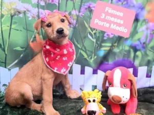 Cachorro raça SRD-ViraLata idade 2 a 6 meses nome Ursinha