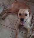 Cachorro raça SRD-ViraLata idade 1 ano nome Messi