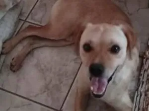 Cachorro raça SRD-ViraLata idade 1 ano nome Messi