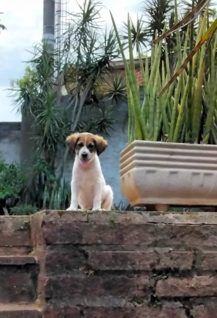 Cachorro ra a SRD-ViraLata idade 2 a 6 meses nome Fred