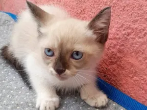 Gato raça SRD-ViraLata idade 2 a 6 meses nome Sem nome