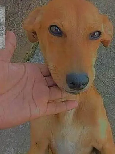 Cachorro ra a SRD-ViraLata idade 3 anos nome Ella