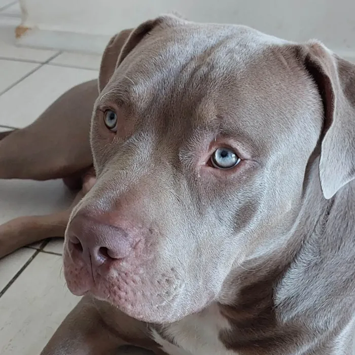 Cachorro ra a Pit-Bull idade 7 a 11 meses nome Thor