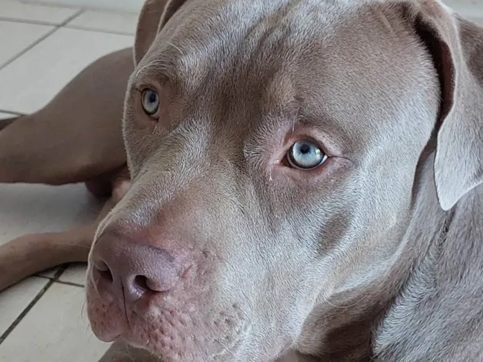 Cachorro ra a Pit-Bull idade 7 a 11 meses nome Thor