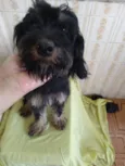 Moranguinha