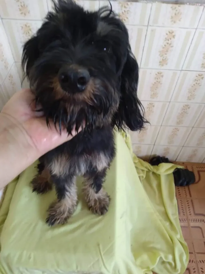 Cachorro ra a SRD-ViraLata idade 1 ano nome Moranguinha