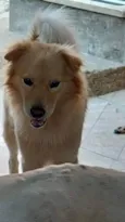 Dorito 