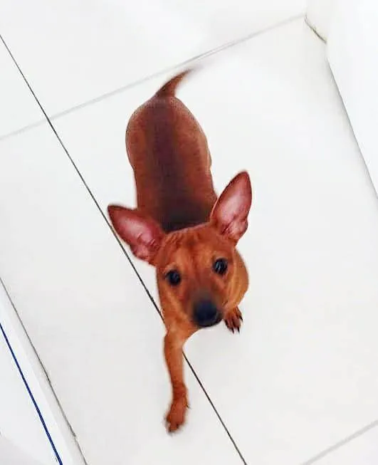 Cachorro ra a Pinsher idade 2 anos nome Polegar