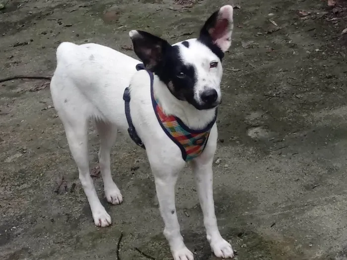 Cachorro ra a SRD-ViraLata idade 2 anos nome Doçura 
