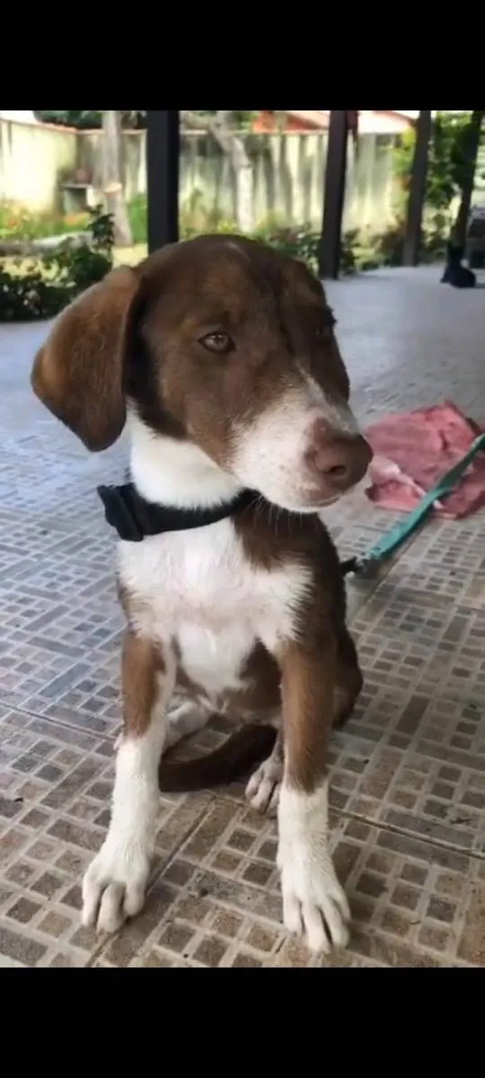 Cachorro ra a SRD-ViraLata idade 2 anos nome Cher