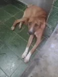 Cotozinho 